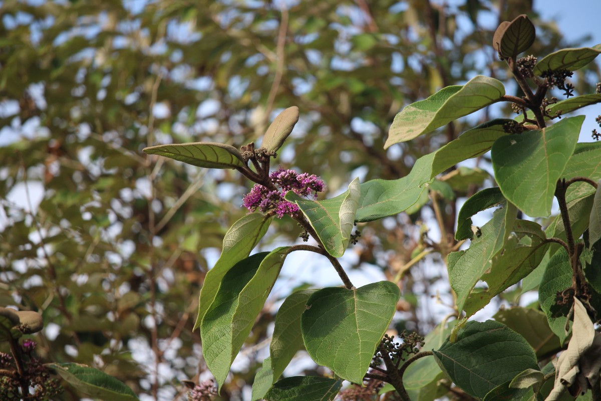 Callicarpa tomentosa (L.) L.